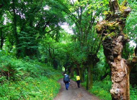 Etapa 28B: Triacastela - Sarria (Por Samos)