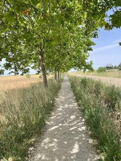 Etapa 19: Bercianos del Real Camino - Mansilla de las Mulas
